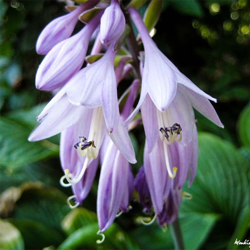 Hosta Golden Tiara (Floração)