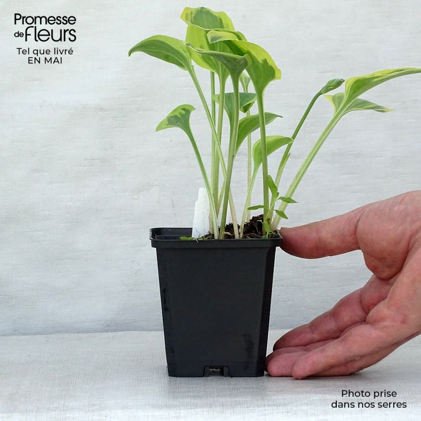 Amostra de Hosta Golden Tiara Vaso de 8/9 cm tal como entregue na primavera