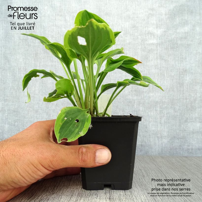Amostra de Hosta Golden Tiara Vaso de 8/9 cm tal como entregue no verão