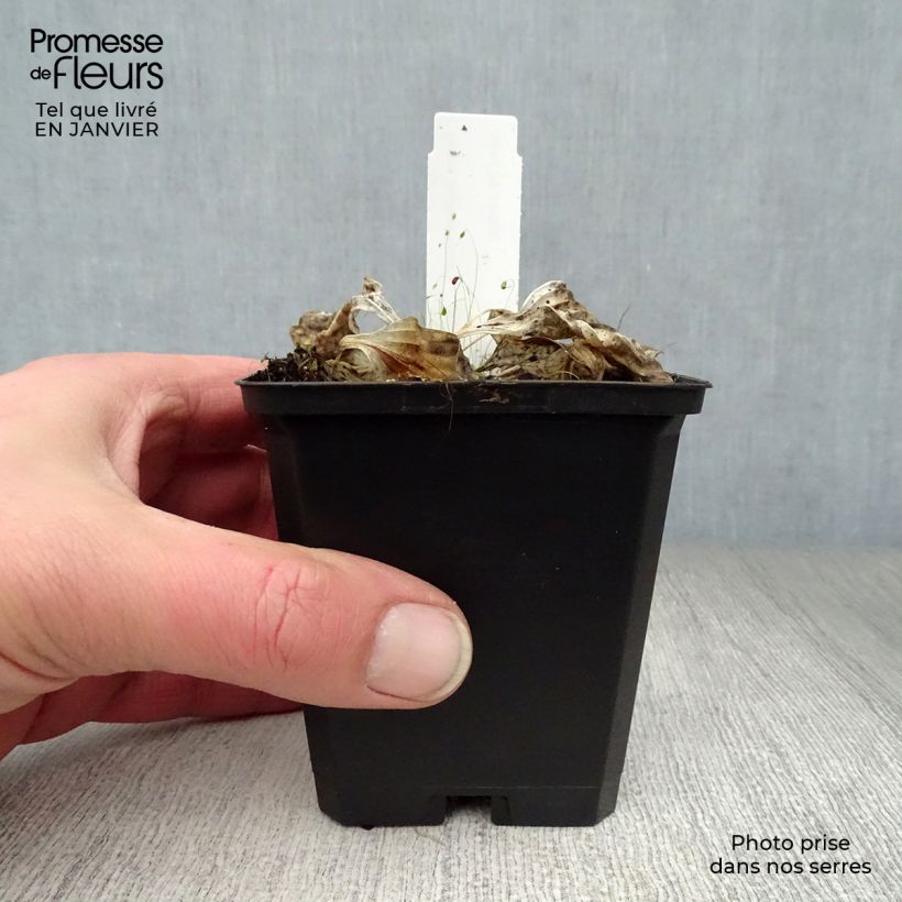 Amostra de Hosta Golden Tiara Vaso de 8/9 cm tal como entregue no inverno