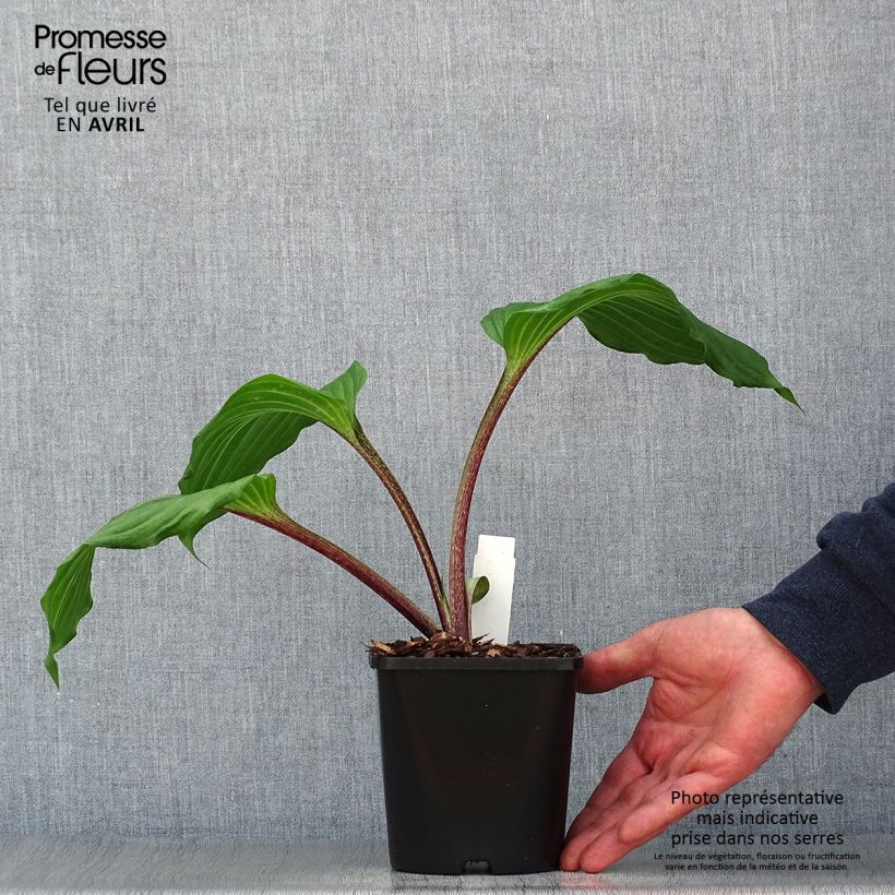 Amostra de Hosta Gooseberry Sundae Vaso de 1,5 L/2 L tal como entregue na primavera