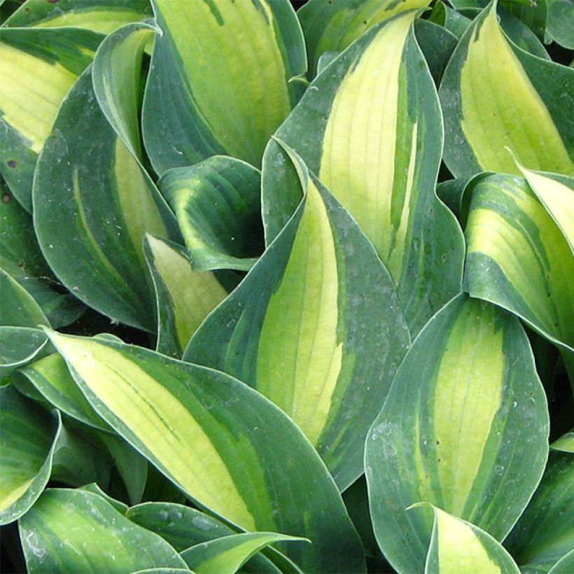 Hosta Grand Marquee (Folhagem)