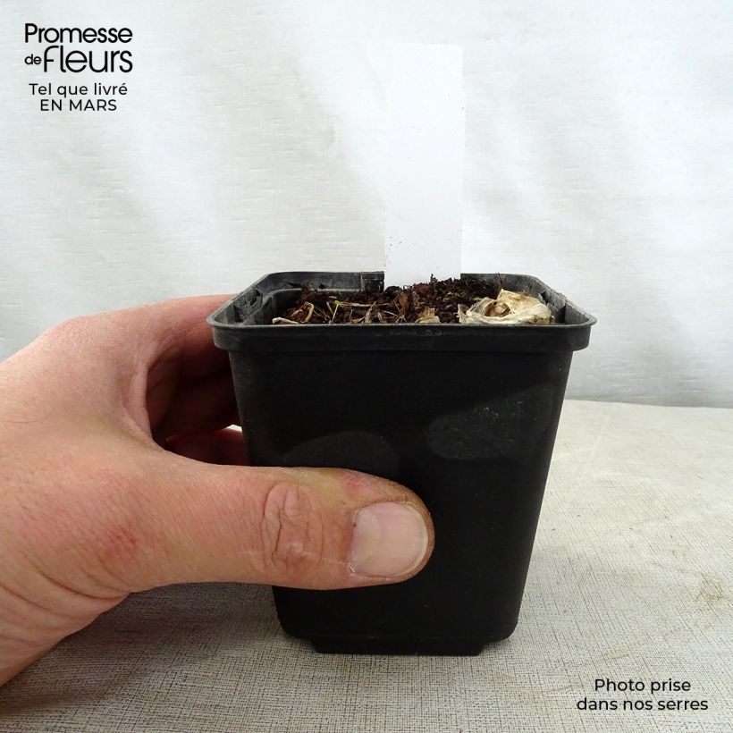 Amostra de Hosta Grand Marquee Vaso de 8/9 cm tal como entregue na primavera