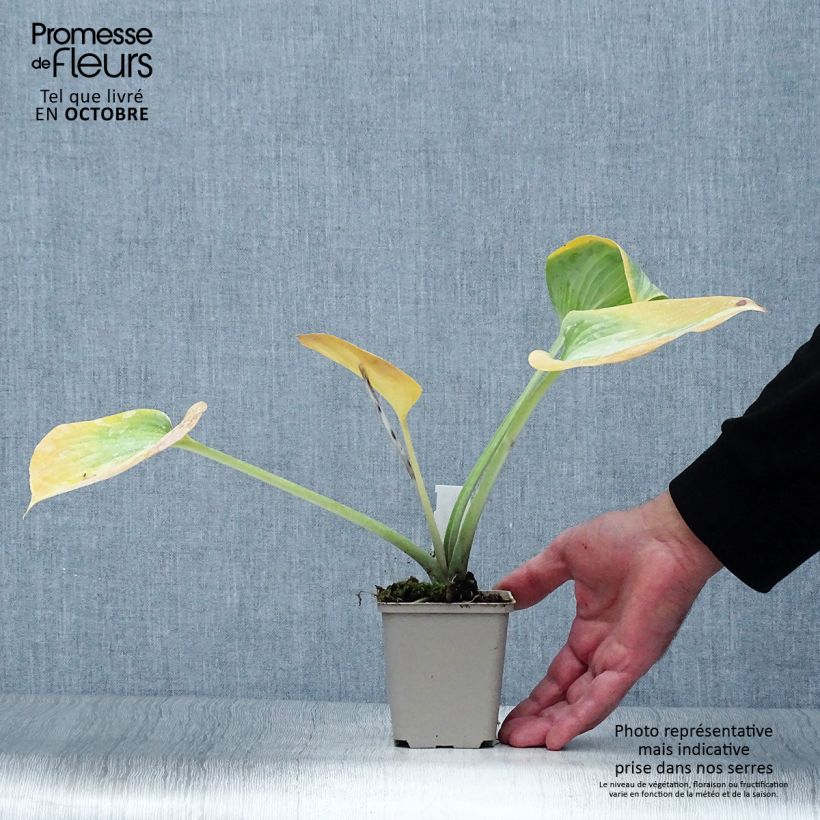 Amostra de Hosta Grand Marquee Vaso de 8/9 cm tal como entregue no outono