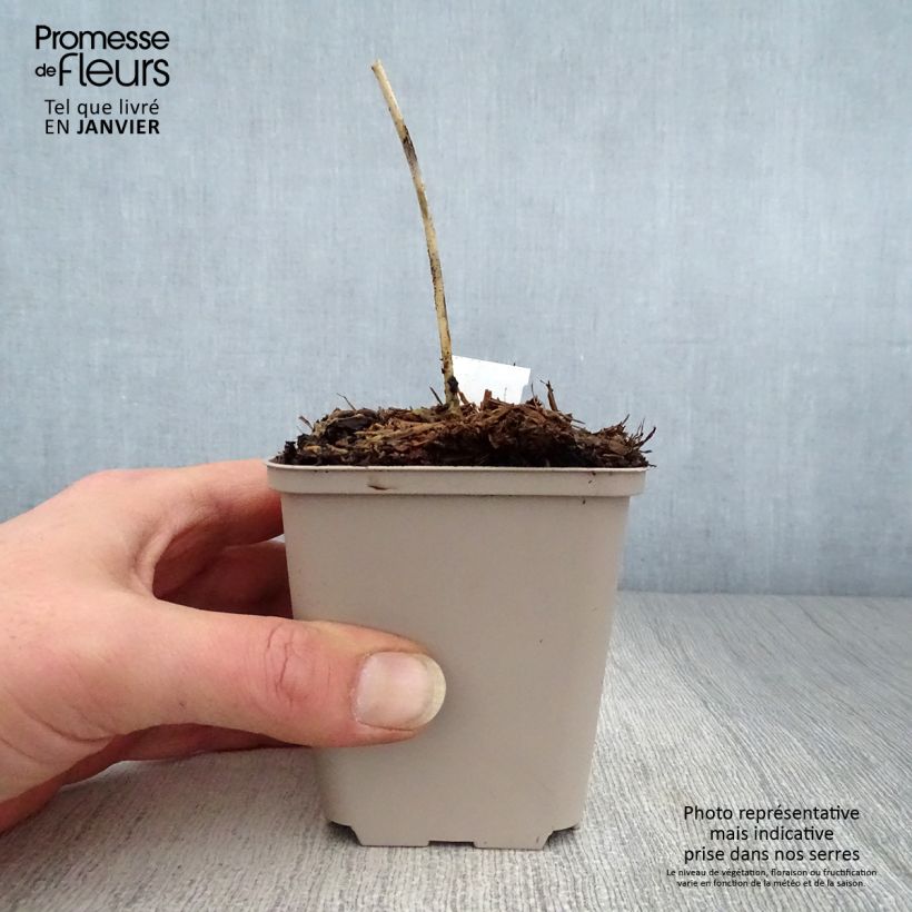 Amostra de Hosta Grand Marquee Vaso de 8/9 cm tal como entregue no inverno