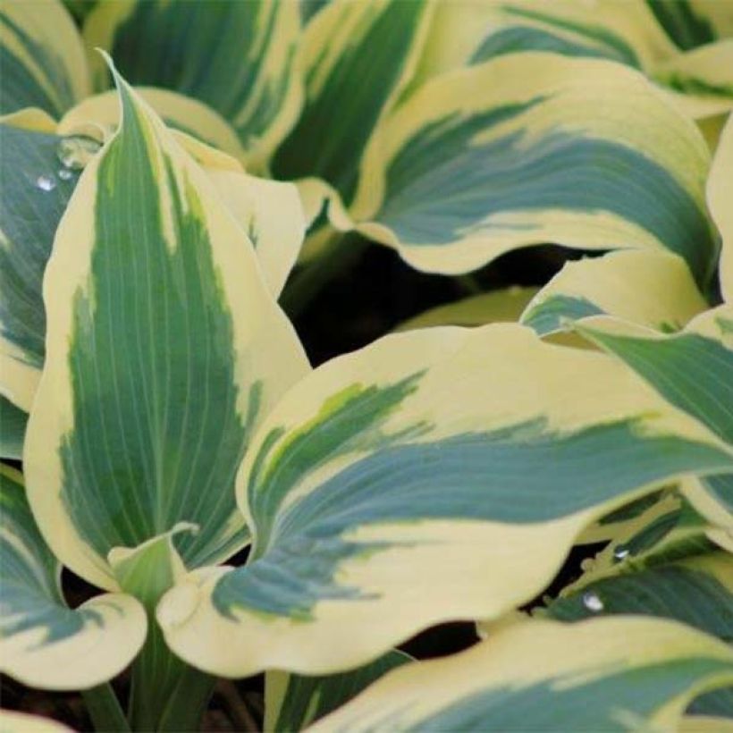 Hosta Great Escape (Folhagem)