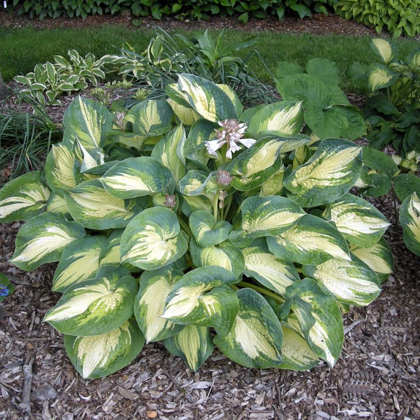 Hosta Great Expectations (Hábito)