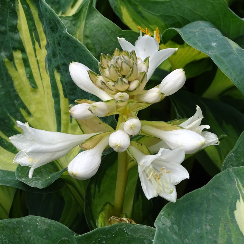 Hosta Great Expectations (Floração)