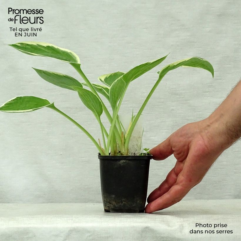 Amostra de Hosta Green Gold Vaso de 8/9 cm tal como entregue no verão