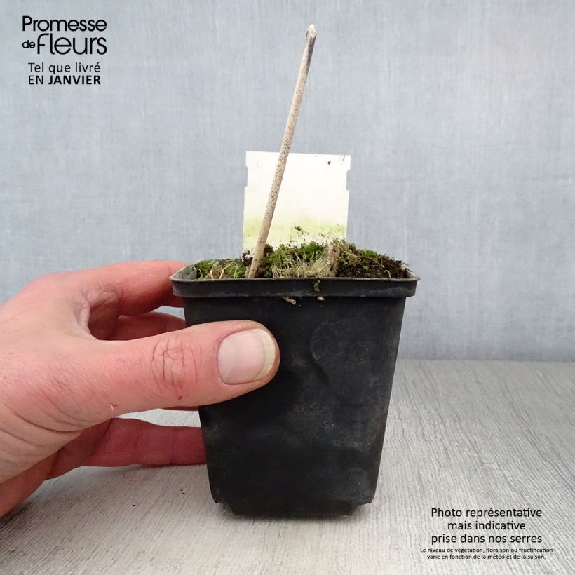 Amostra de Hosta Green Gold Godet de 8/9 cm tal como entregue no inverno