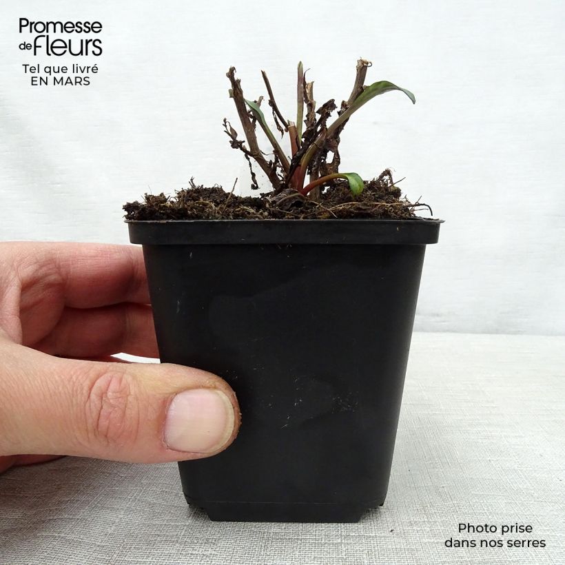 Amostra de Hosta Green Gold Vaso de 8/9 cm tal como entregue na primavera