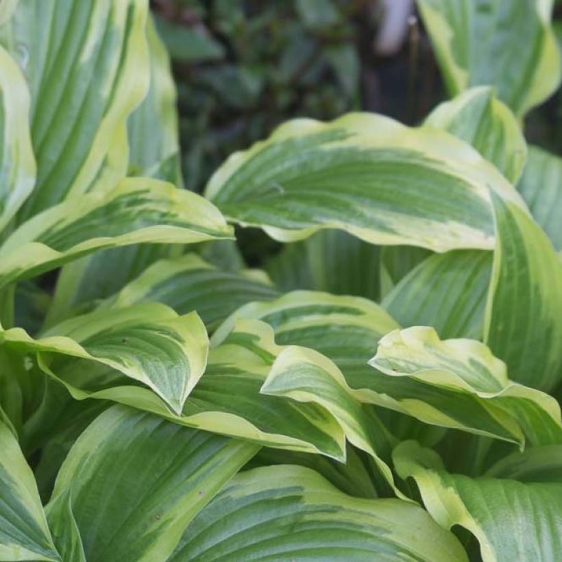 Hosta Ground Master (Folhagem)