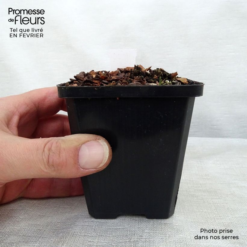 Amostra de Hosta Ground Master Godet de 8/9 cm tal como entregue no inverno