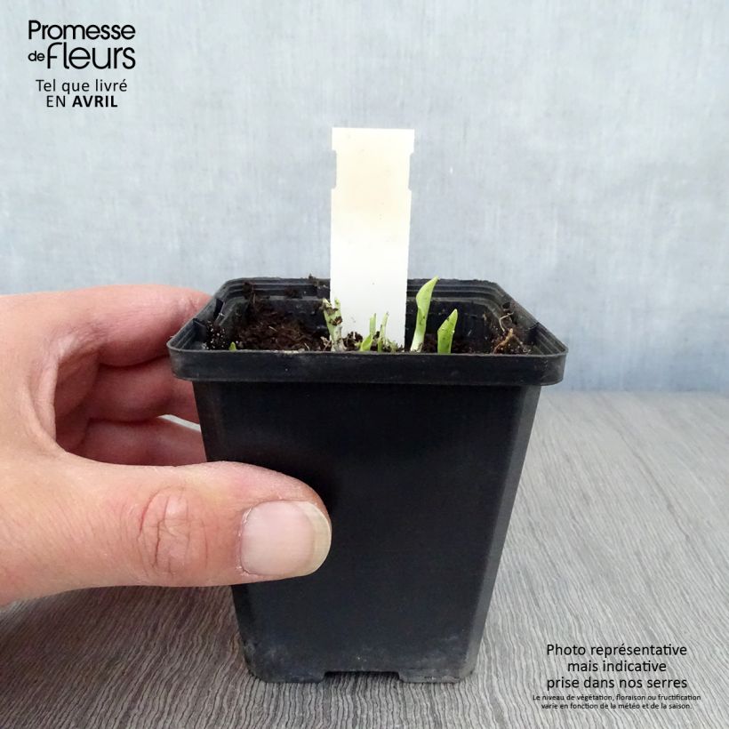 Amostra de Hosta Ground Master Vaso de 8/9 cm tal como entregue na primavera