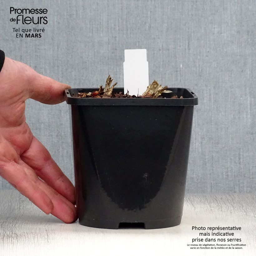 Amostra de Hosta Guacamole Vaso de 1,5 L/2 L tal como entregue na primavera