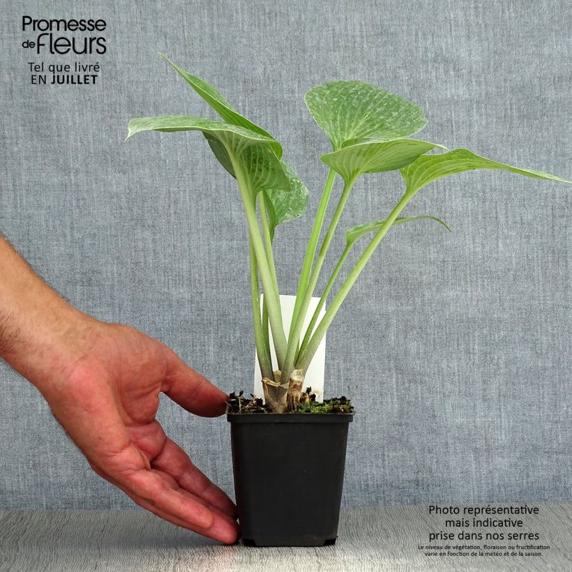 Amostra de Hosta tardiana Halcyon Vaso de 8/9 cm tal como entregue no verão