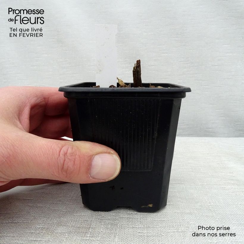 Amostra de Hosta tardiana Halcyon Vaso de 8/9 cm tal como entregue no inverno