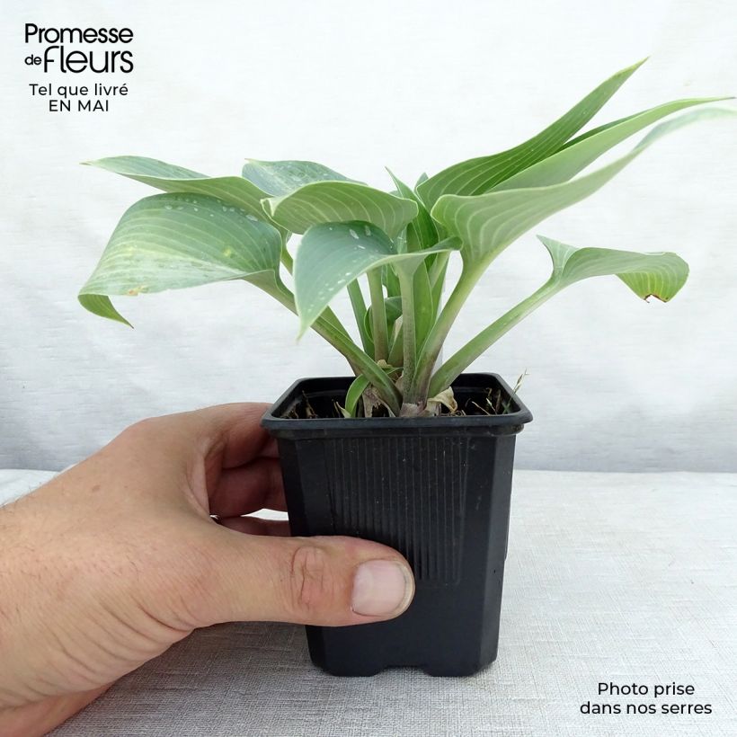Amostra de Hosta tardiana Halcyon Vaso de 8/9 cm tal como entregue na primavera