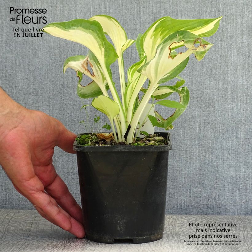 Amostra de Hosta Hans - Funkia Vaso de 1,5 L/2 L tal como entregue no verão