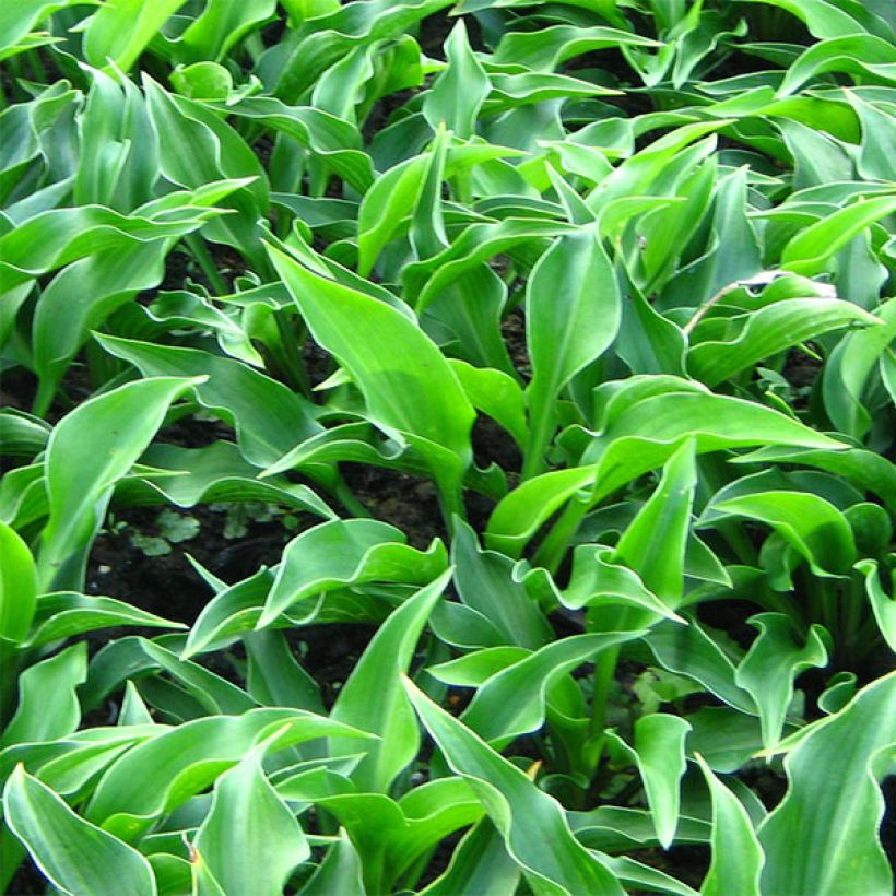 Hosta Harry Van Trier (Folhagem)