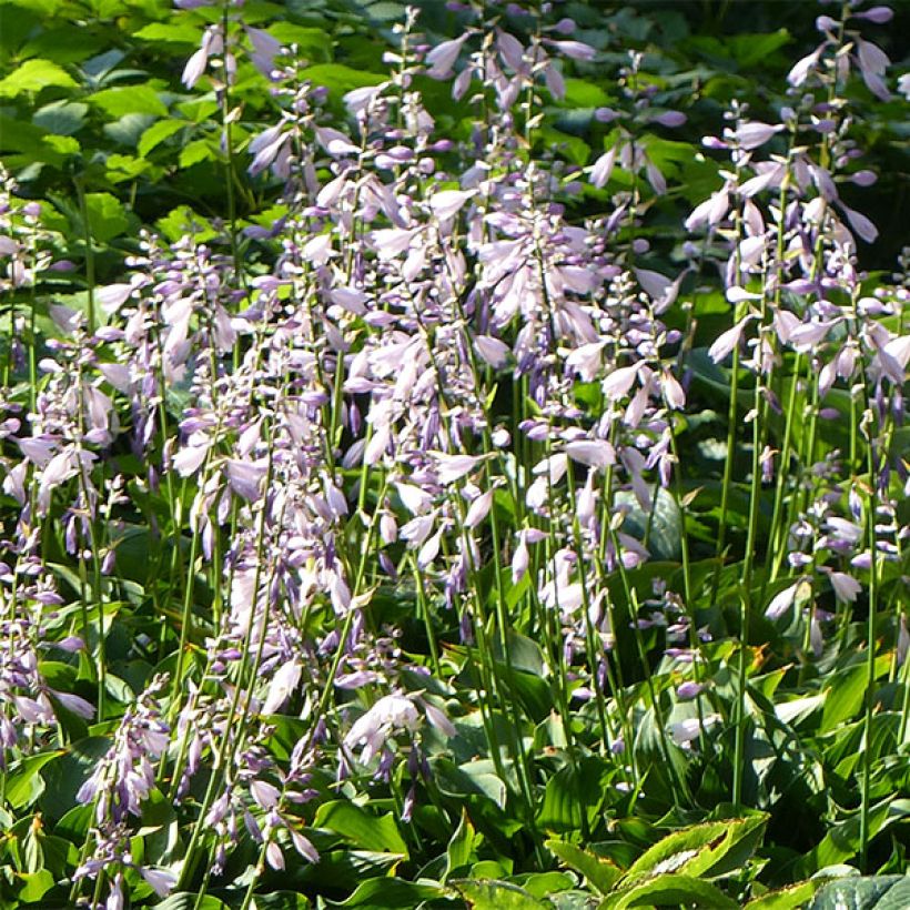 Hosta Harry Van Trier (Floração)