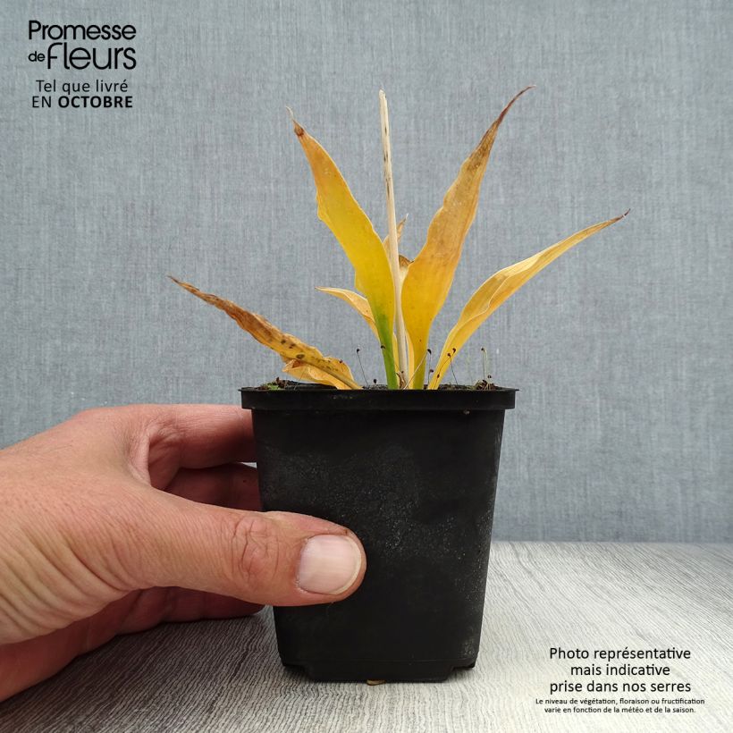 Amostra de Hosta Harry Van Trier Vaso de 8/9 cm tal como entregue no outono