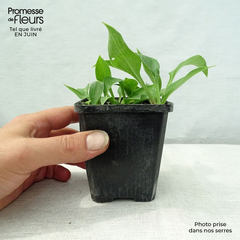 Amostra de Hosta Harry Van Trier Vaso de 8/9 cm tal como entregue no verão