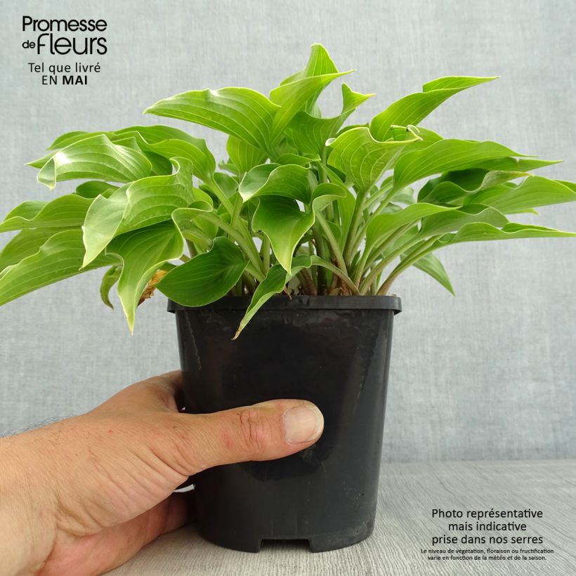 Amostra de Hosta Harry Van Trier Vaso de 1,5 L/2 L tal como entregue na primavera