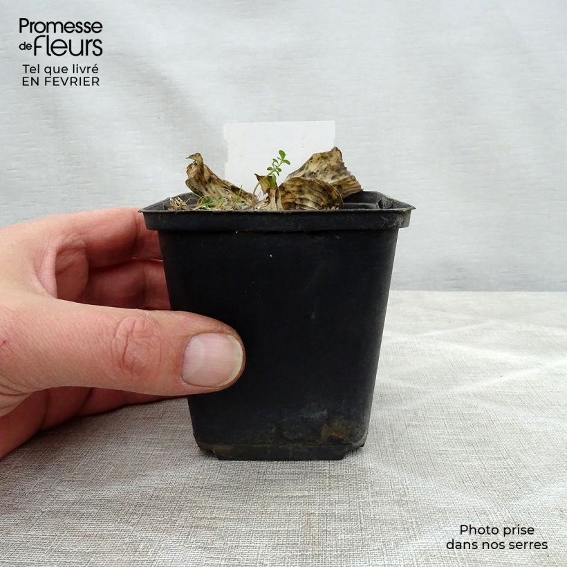 Amostra de Hosta Herifu Vaso de 8/9 cm tal como entregue no inverno