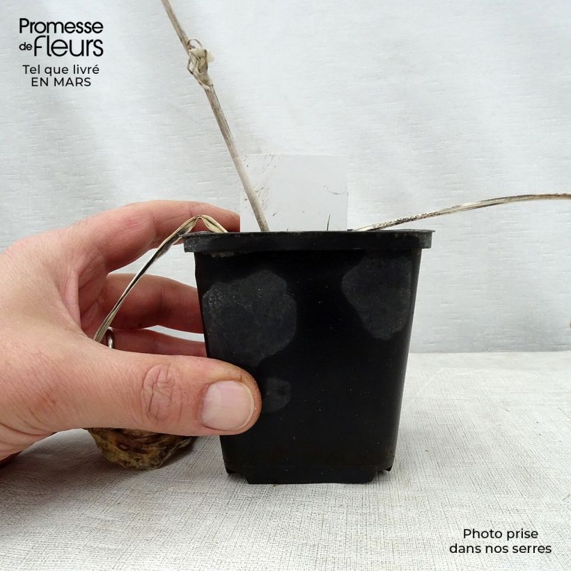 Amostra de Hosta sieboldiana Herifu Vaso de 8/9 cm tal como entregue na primavera