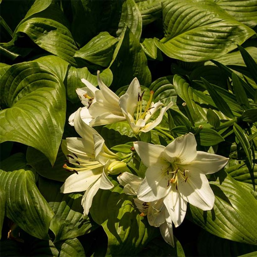 Hosta Honeybells (Folhagem)