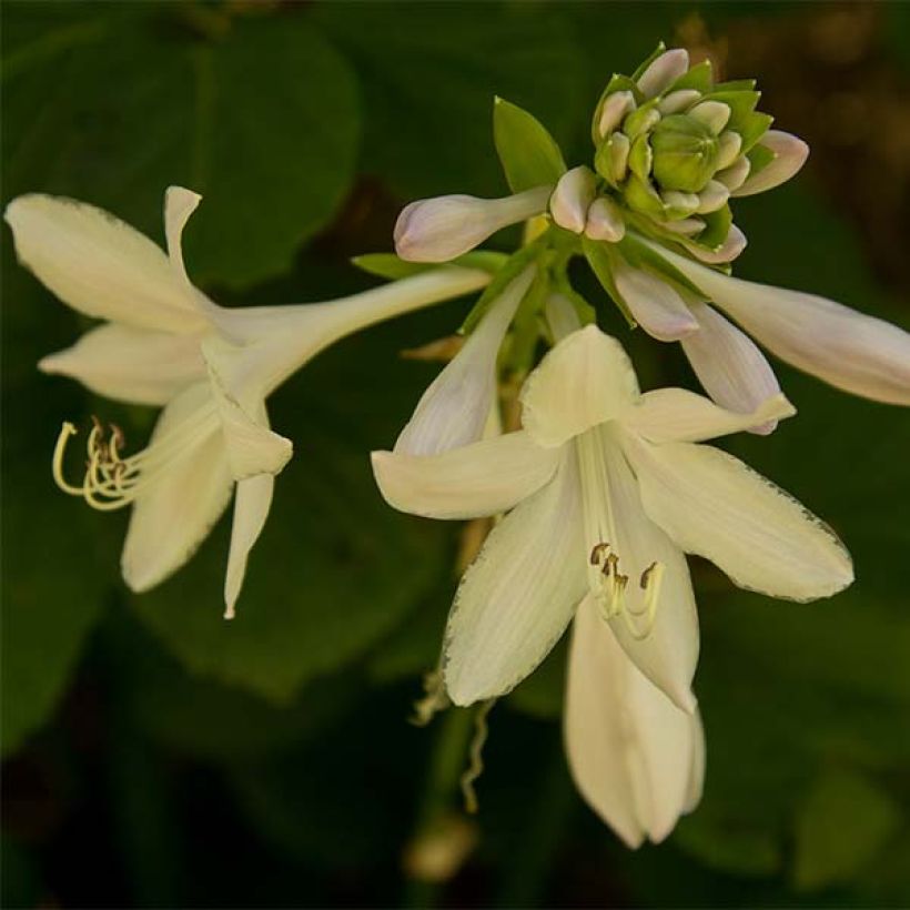 Hosta Honeybells (Floração)