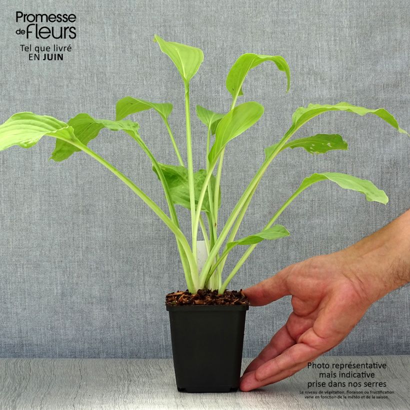 Amostra de Hosta Honeybells Vaso de 8/9 cm tal como entregue no verão