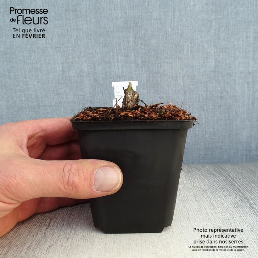 Amostra de Hosta Honeybells Vaso de 8/9 cm tal como entregue no inverno