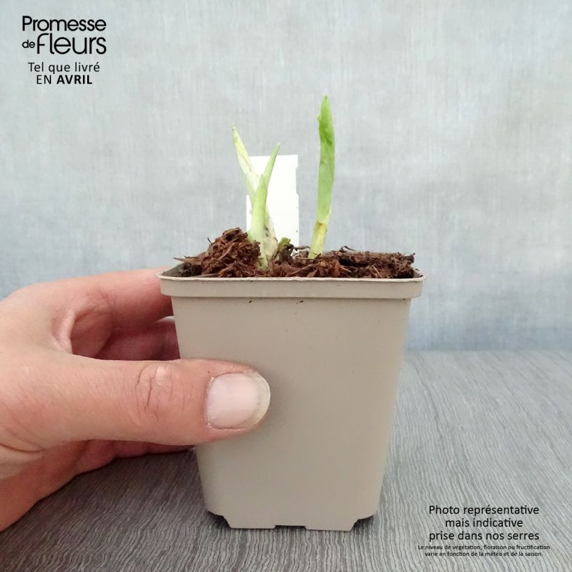 Amostra de Hosta Honeybells Vaso de 8/9 cm tal como entregue na primavera