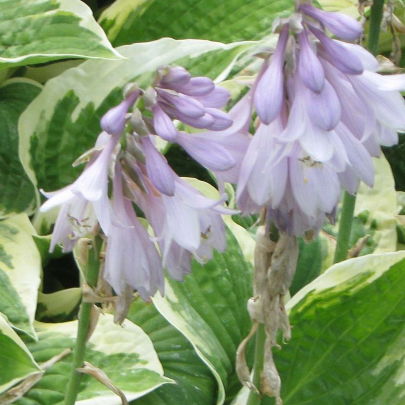 Hosta Honeysong (Floração)