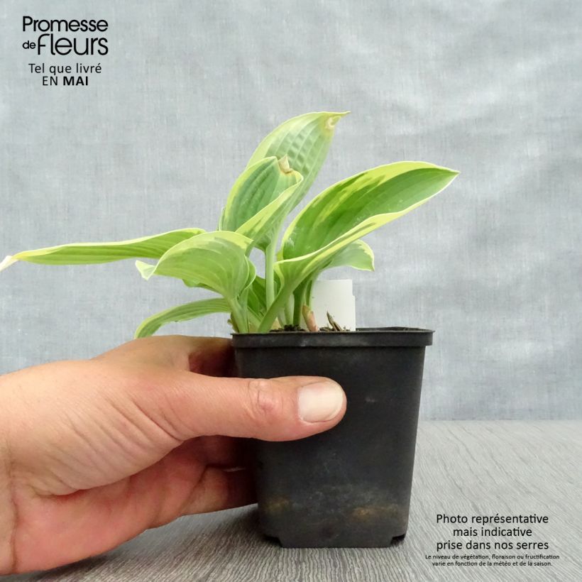 Amostra de Hosta Honeysong Pot de 2L/3L tal como entregue na primavera