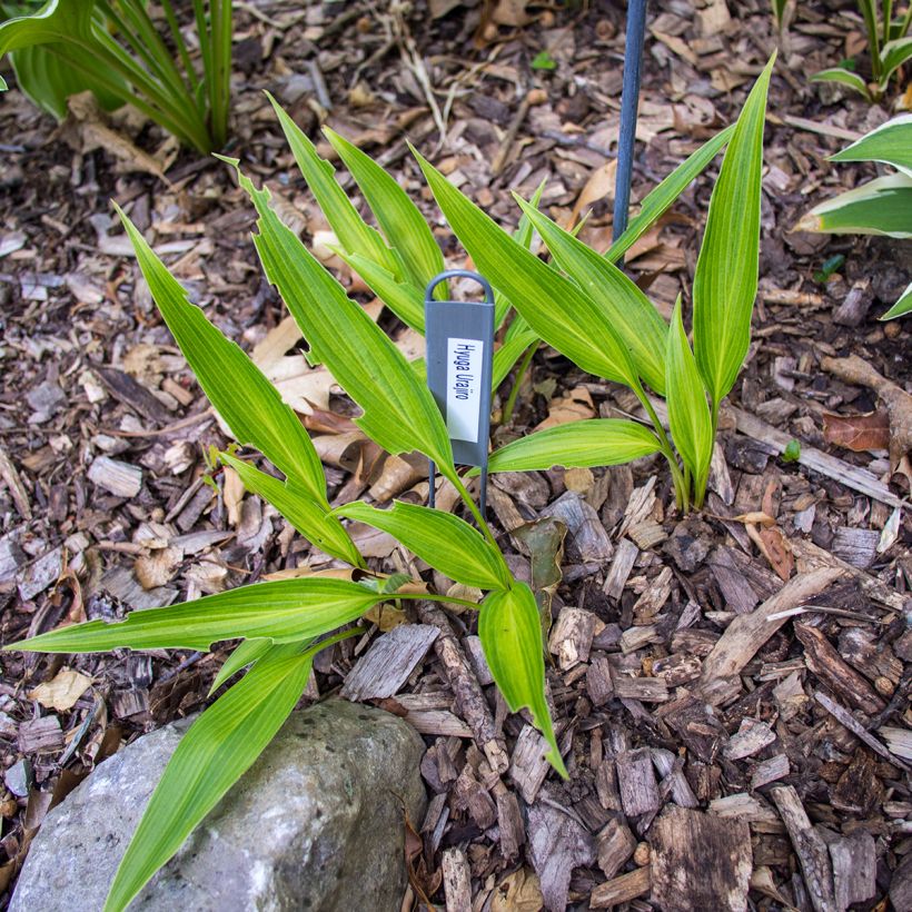 Hosta Hyuga Urajiro - Funkia (Hábito)