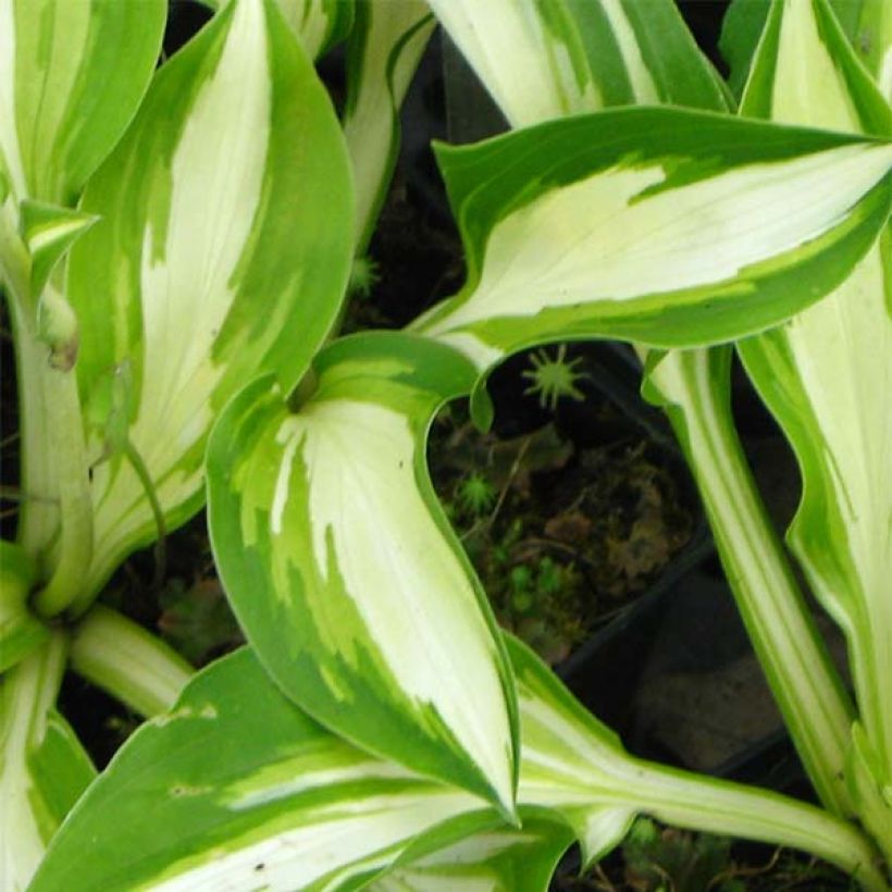 Hosta Joyce Trott (Folhagem)