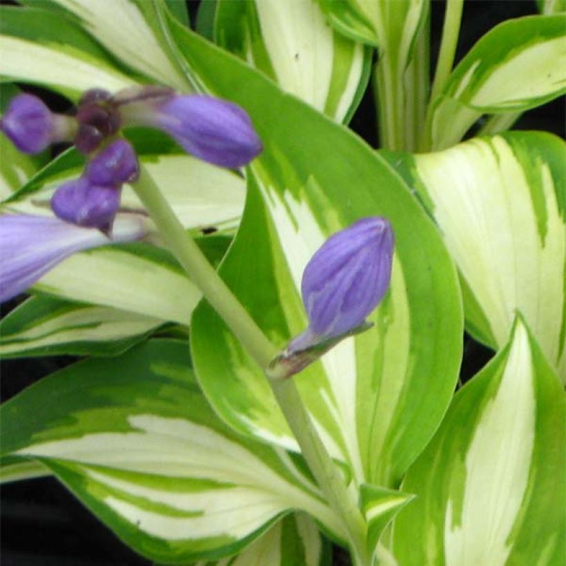 Hosta Joyce Trott (Floração)