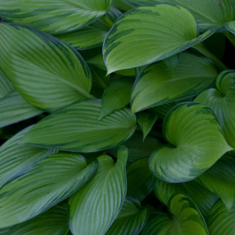 Hosta tardiana June Fever (Folhagem)