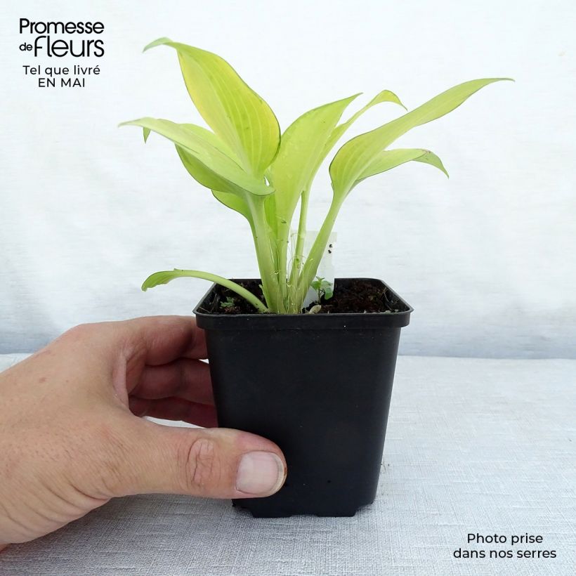 Amostra de Hosta tardiana June Fever Vaso de 8/9 cm tal como entregue na primavera