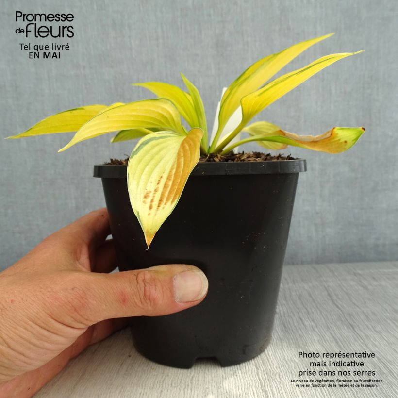 Amostra de Hosta tardiana June Fever Vaso de 1,5 L/2 L tal como entregue na primavera