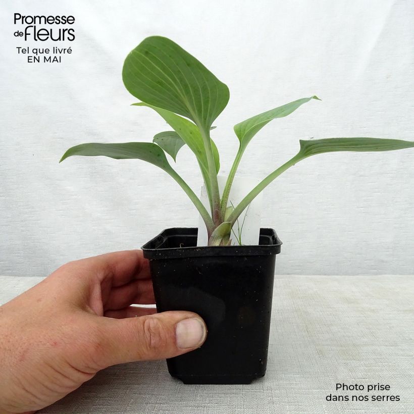 Amostra de Hosta tardiana June Vaso de 8/9 cm tal como entregue na primavera