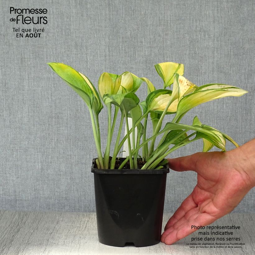 Amostra de Hosta tardiana June Vaso de 1,5 L/2 L tal como entregue no verão
