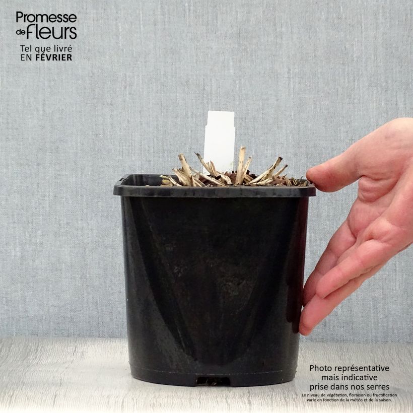 Amostra de Hosta June Vaso de 1,5 L/2 L tal como entregue no inverno