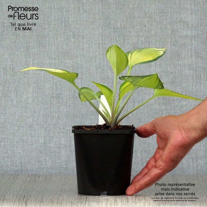 Amostra de Hosta tardiana June Vaso de 1,5 L/2 L tal como entregue na primavera