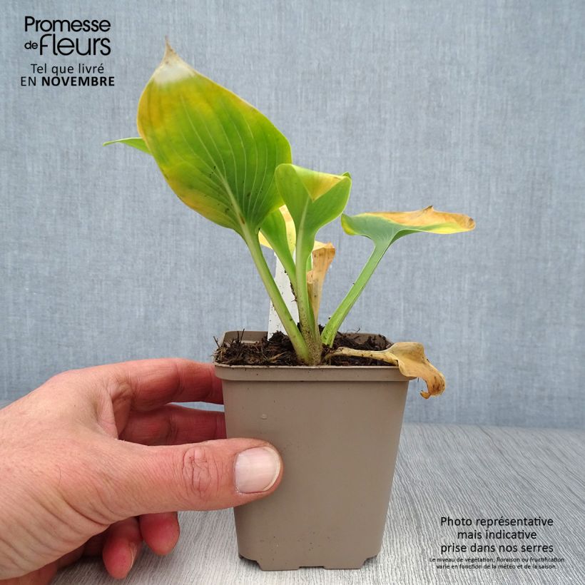 Amostra de Hosta Jurassic Park Vaso de 8/9 cm tal como entregue no outono