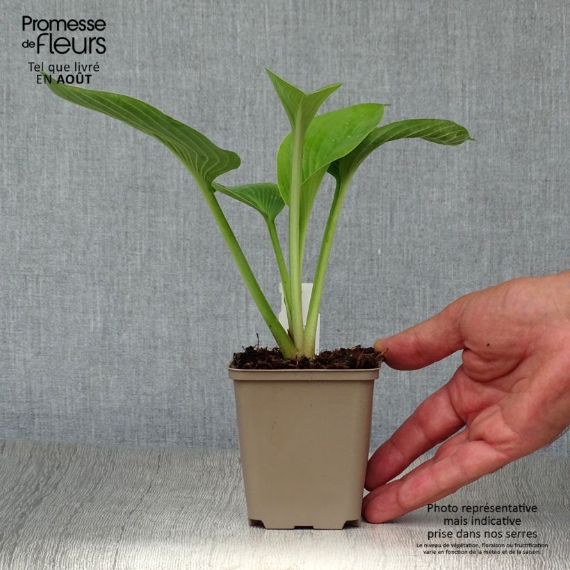 Amostra de Hosta Jurassic Park Vaso de 8/9 cm tal como entregue no verão