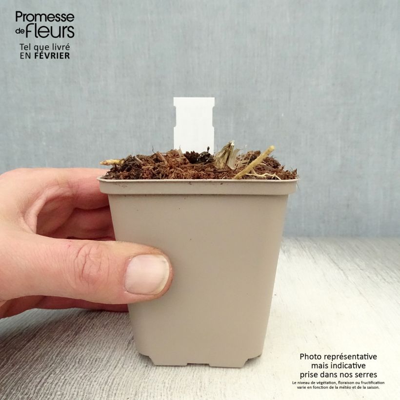 Amostra de Hosta Jurassic Park Vaso de 8/9 cm tal como entregue no inverno